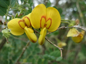 Bladder Senna