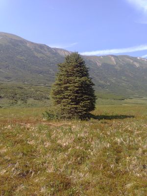 Tsuga mertensiana