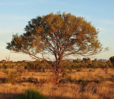 Acacia aneura