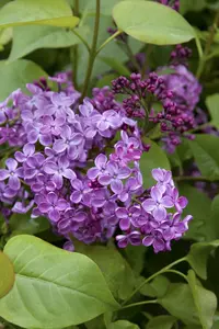 Syringa x hyacinthiflora 'Pocahontas'- Pocahontas Canadian Lilac