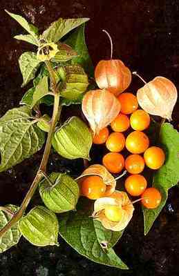 Ground cherry plant, fruit, and leaves