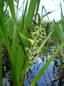 Bur Reed