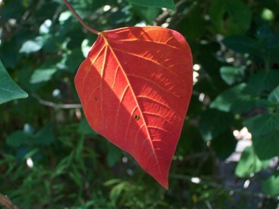 Homalanthus populifolius