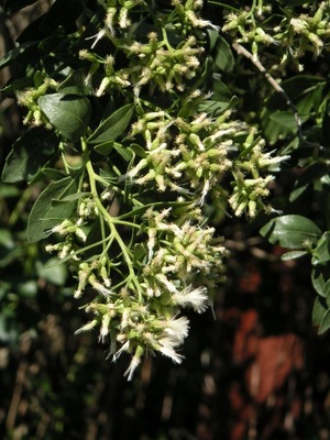 Baccharis halimifolia