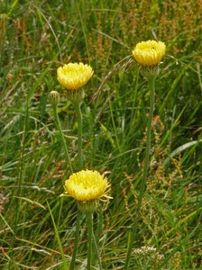 Urospermum dalechampii