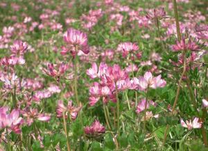 Chinese Milk Vetch