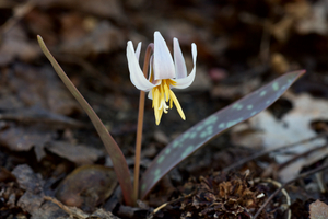 White Trout-Lily