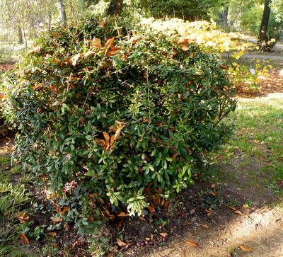 Berberis gagnepainii