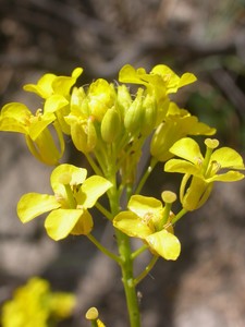 Small tumbleweed mustard