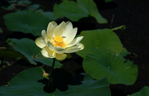 American Water Lotus