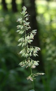 Canary Grass