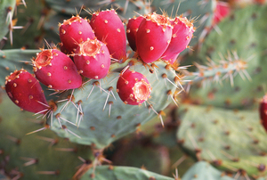 Prickly Pear Cactus Seeds