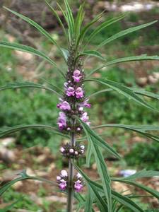 Chinese Motherwort