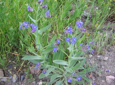 Anchusa azurea