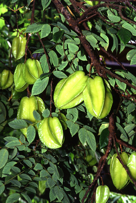 Averrhoa carambola