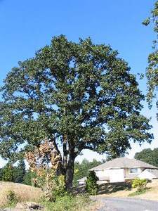 Oregon White Oak