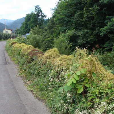 Cuscuta japonica