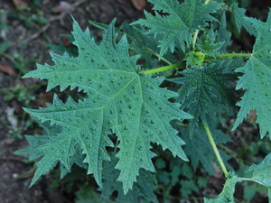 Himalayan Nettle