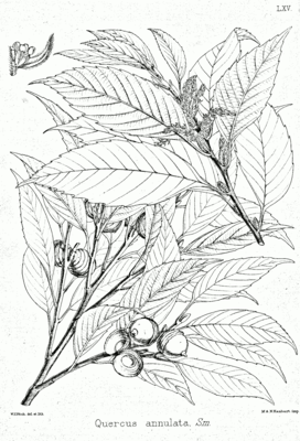 Quercus glauca