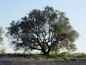 Evergreen Oak