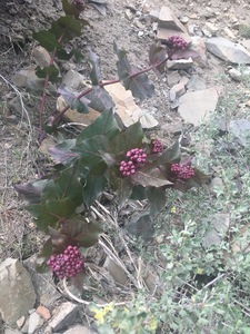 Heart Leaf Milkweed