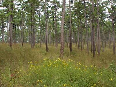 Pinus echinata