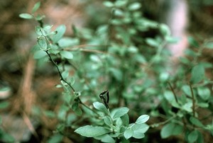 Small-Cluster Blueberry