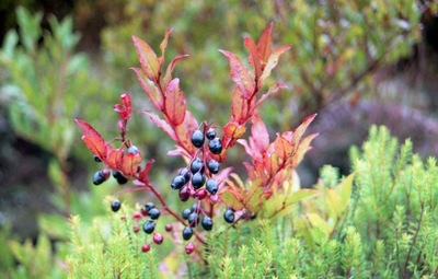 Vaccinium padifolium