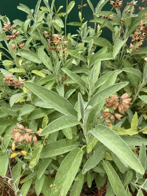 Sauge officinale — Wikipédia