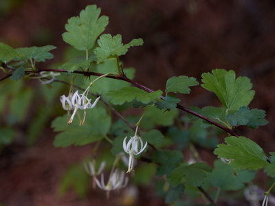 Ribes curvatum