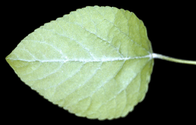 Populus heterophylla