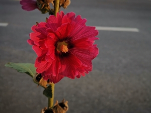 Hollyhock