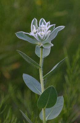 Euphorbia marginata