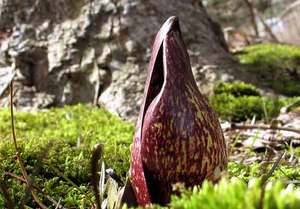 Skunk Cabbage