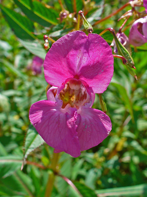 Impatiens glandulifera