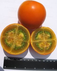 Solanum quitoense