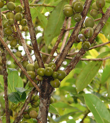 Pittosporum resiniferum