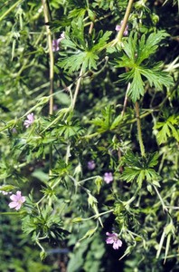 Bicknell's cranesbill