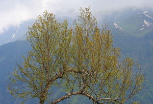 Indian Paper Birch