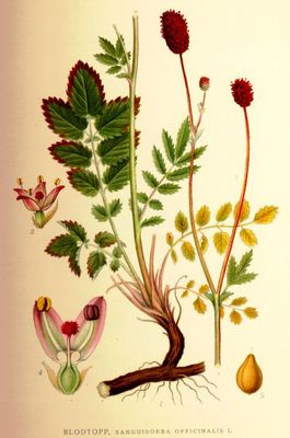 Sanguisorba officinalis