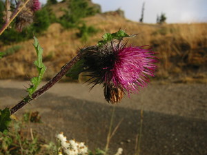 Edible Thistle