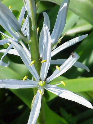 Camassia cusickii