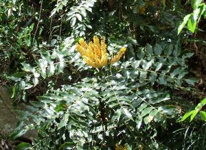 Mahonia napaulensis