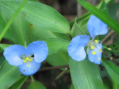 Commelina virginica