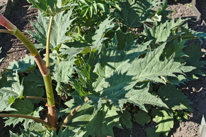 Turkey Rhubarb