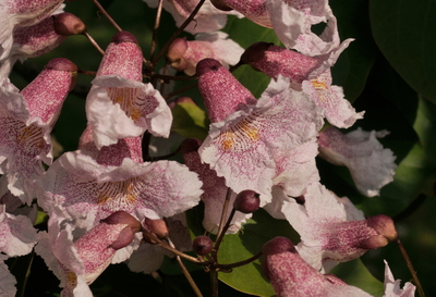 Catalpa bungei