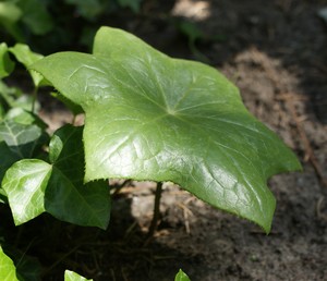 Podophyllum pleianthum