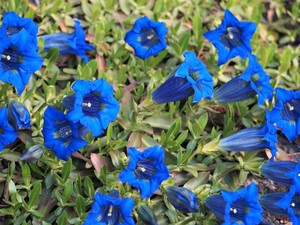 Gentian