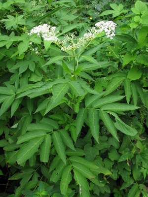 Sambucus javanica