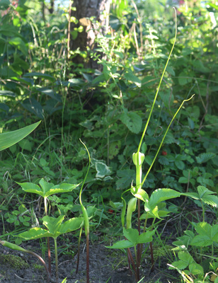 Pinellia tripartita